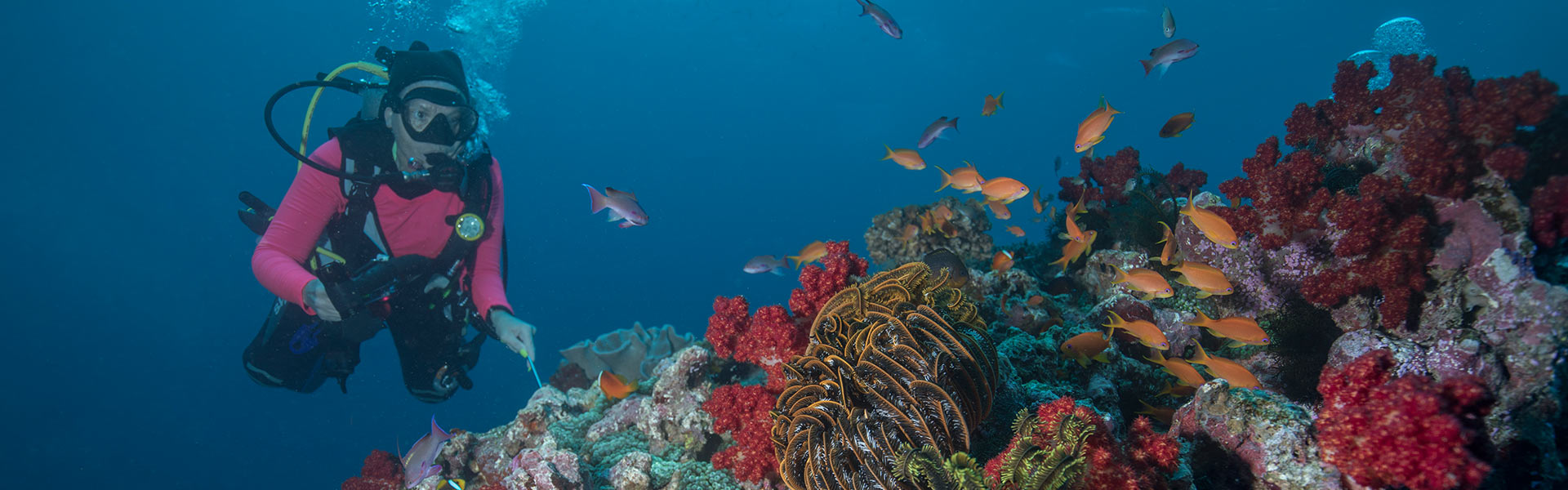 Beqa Lagoon Resort Banner Image