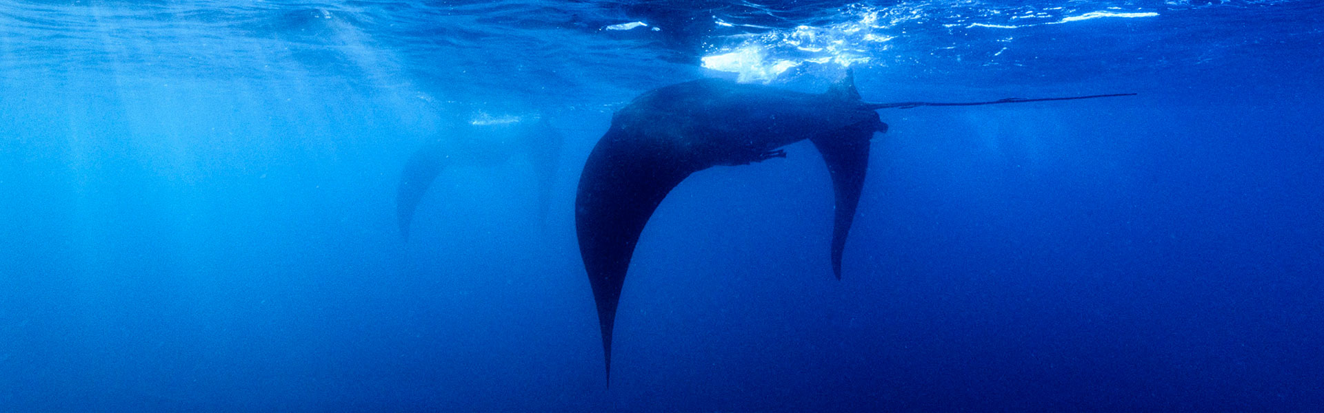 Mantaray Island Resort