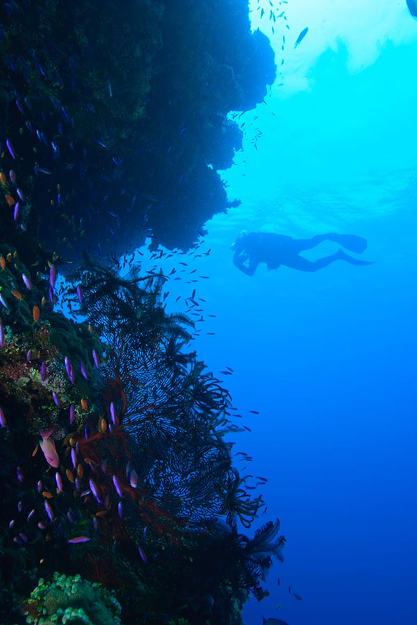 Scuba-diving in Sun Coast, Fiji