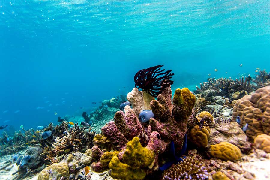 Scuba-diving Solomon Islands