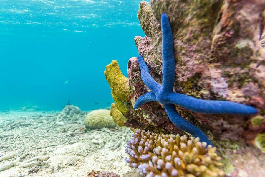 Scuba-diving in Solomon Islands