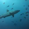 Fiji Scuba Diving Hotspot Sun Coast Main