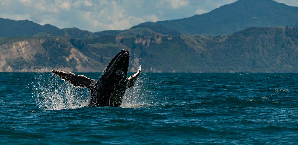 Whale watching in New Zealand