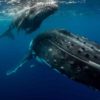 Whale watching in Tonga