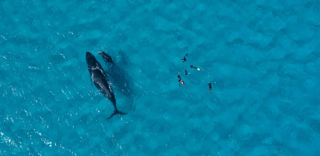 Whale watching in Tongan seas