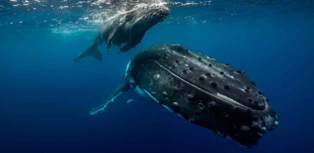 Whale watching in Tonga