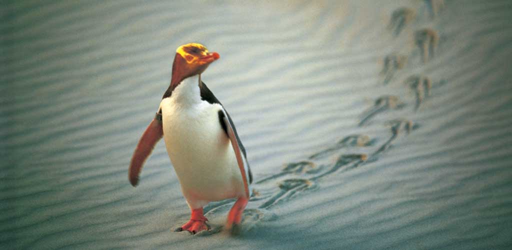 Penguin on New Zealand beach.