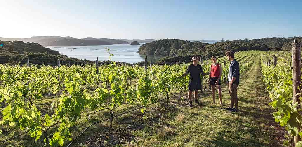 Standing in a grape field, viticulture and wine-tasting tour