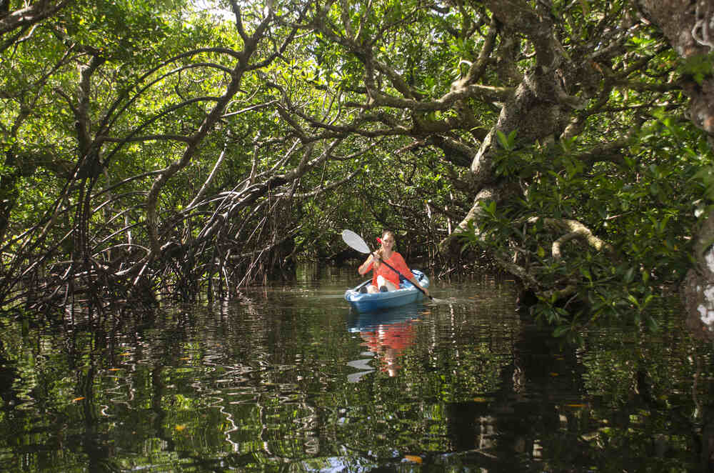 Kayaking in the mangrove forests around the Beqa Lagoon Resort. Pic: Beqa Lagoon Resort