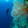 Joe's Wall - Diving off Fatboys Resort, Solomon Islands