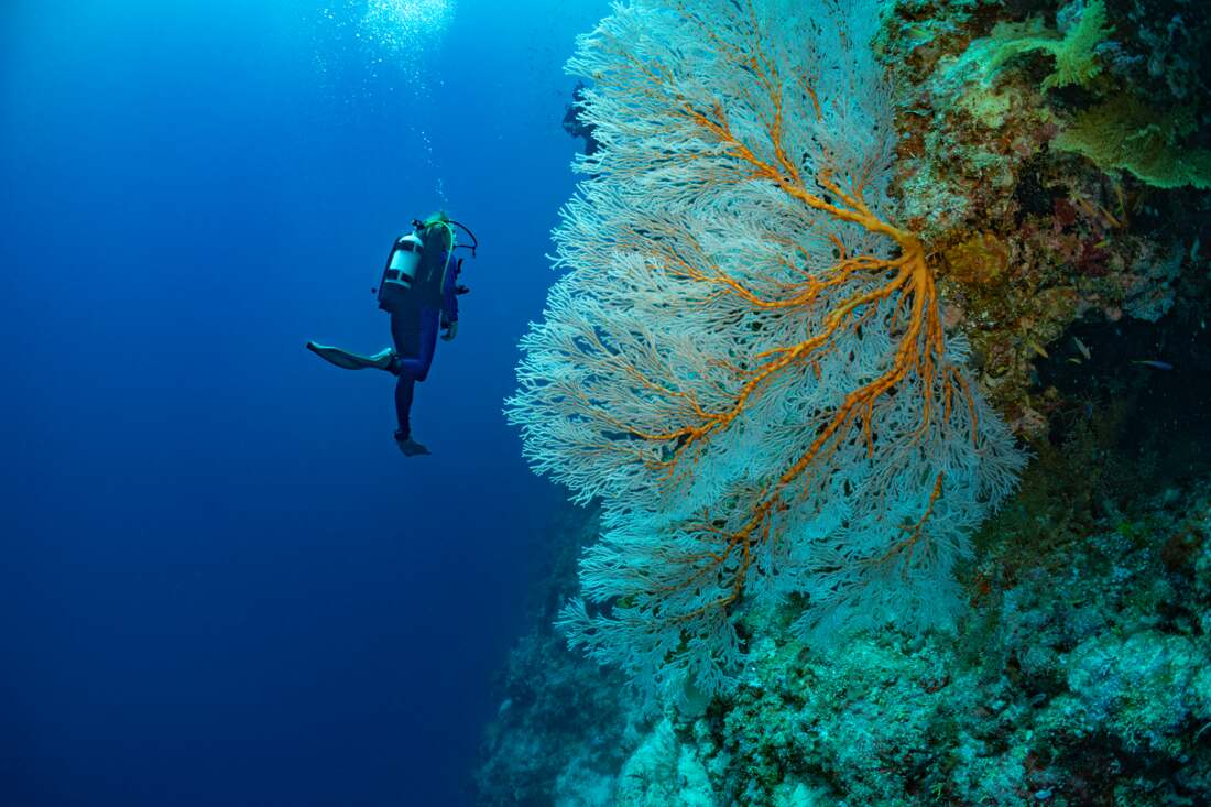 Joe's Wall - Diving off Fatboys Resort, Solomon Islands