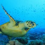 Tides Reach Resort 3