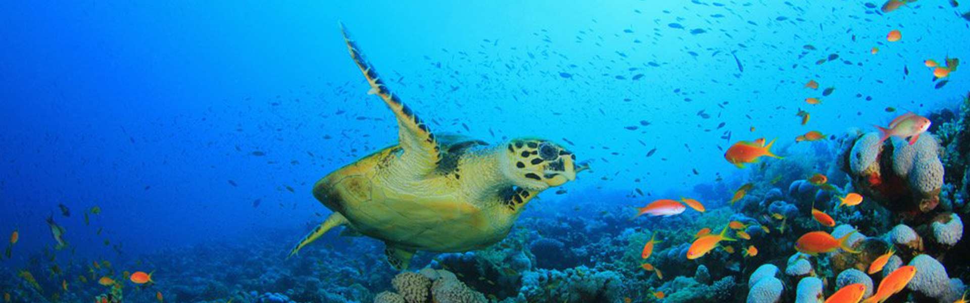 Book 5 Nights To Receive Complimentary Airport Transfers & More! Book 5 Nights To Receive Complimentary Airport Transfers & More!