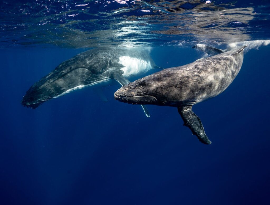 swimming with whales in Tonga