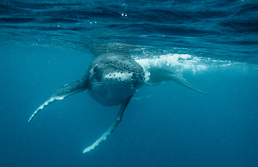 Kitesurf Tonga Holiday Packages